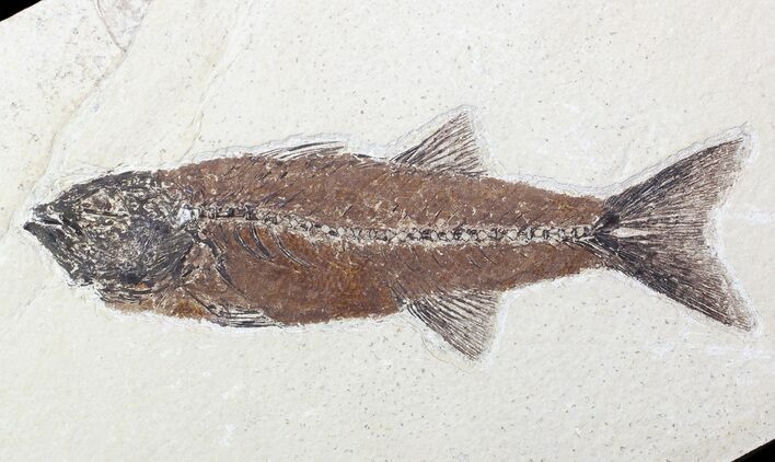 Bargain, Mioplosus Fossil Fish - Wyoming #62671